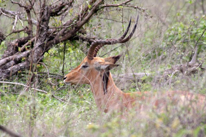Antilope Antilope