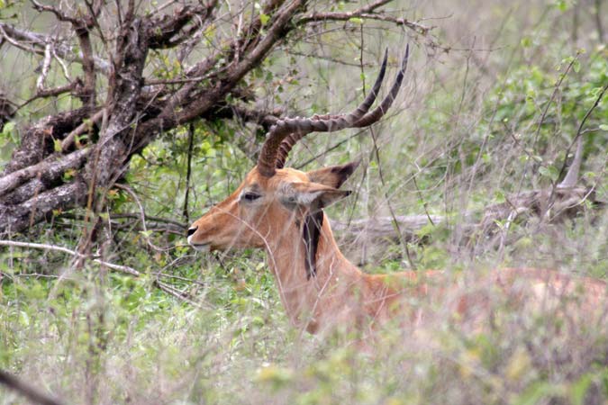 Antilope