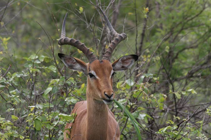 Antilope Antilope