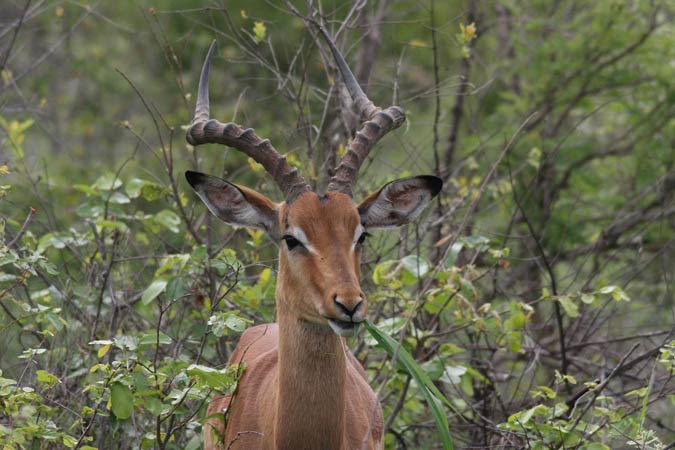 Antilope