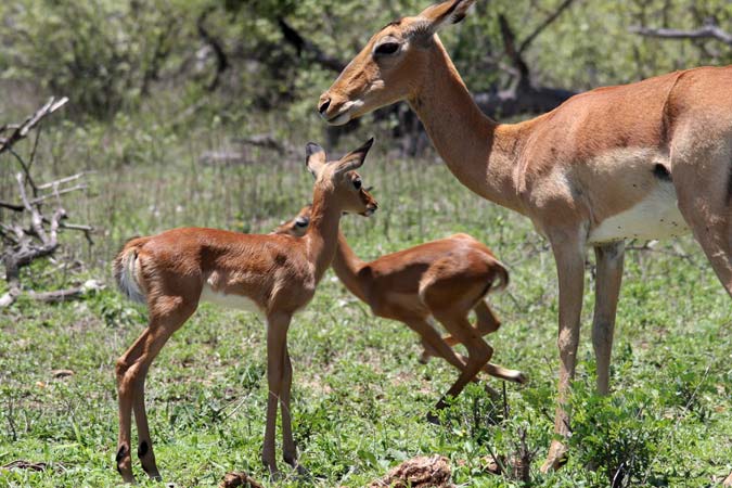 Antilopes Antilopes