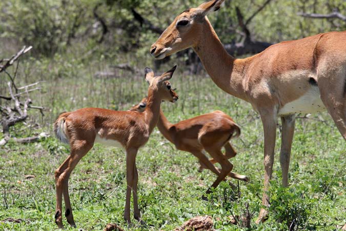 Antilopes