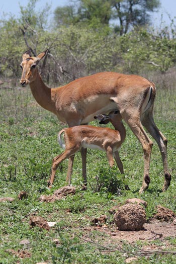 Antilopes