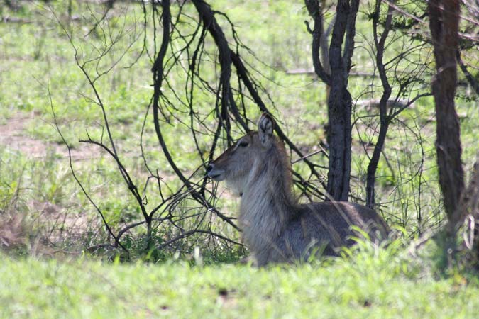 Antilope Antilope