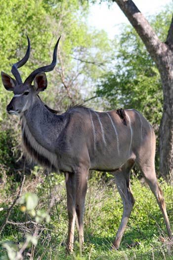 Antilope Antilope