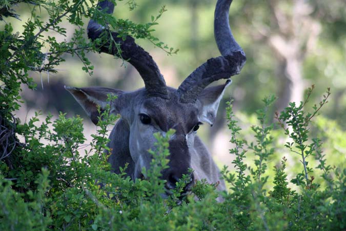 Antilope Antilope