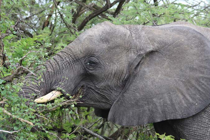 Eléphant Eléphant