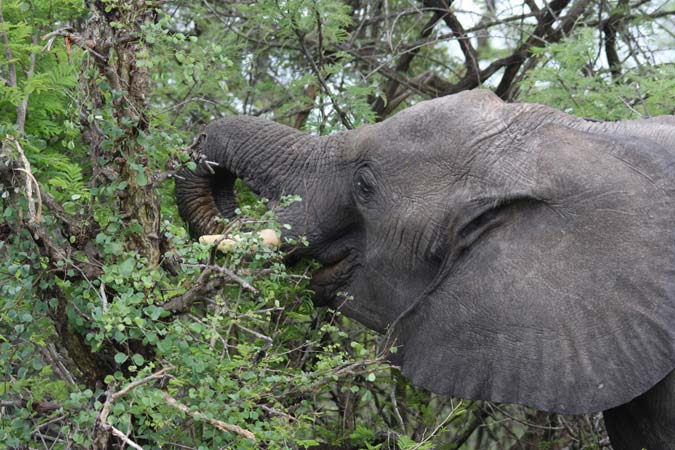 Eléphant Eléphant