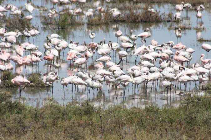 Flamands roses