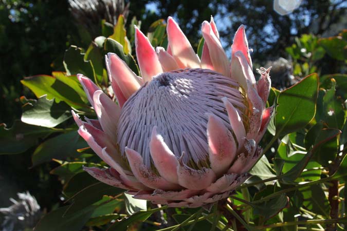 Jardin botanique de Kirstenbosch