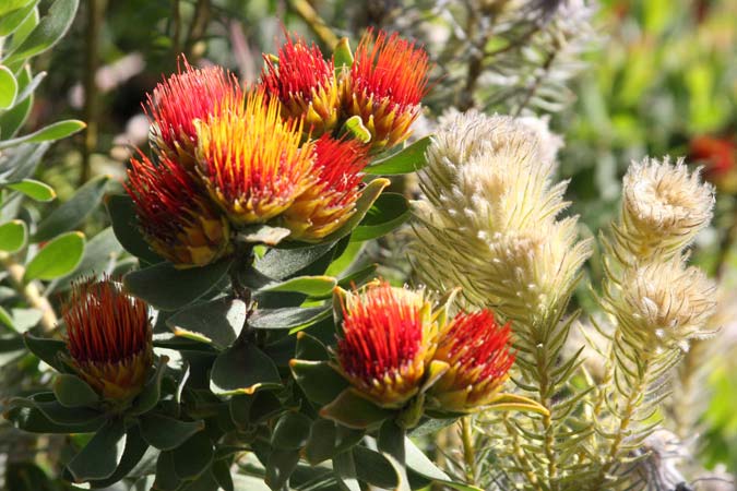 Jardin botanique de Kirstenbosch