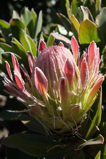 Jardin botanique de Kirstenbosch