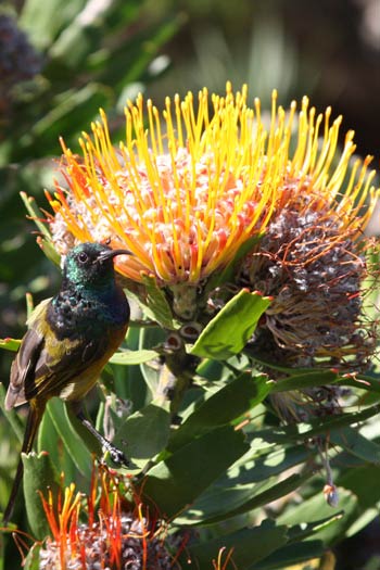 Jardin botanique de Kirstenbosch