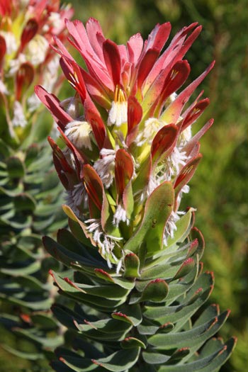 Jardin botanique de Kirstenbosch