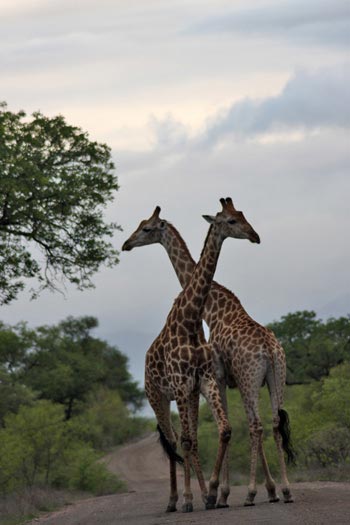 Girafes