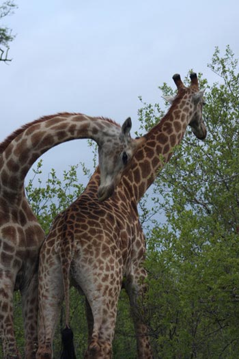 Girafes