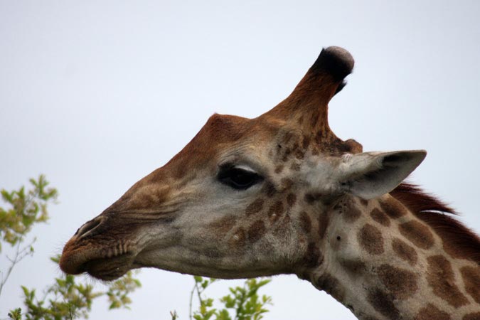 Girafe