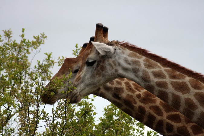 Girafes