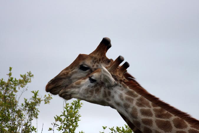 Girafes