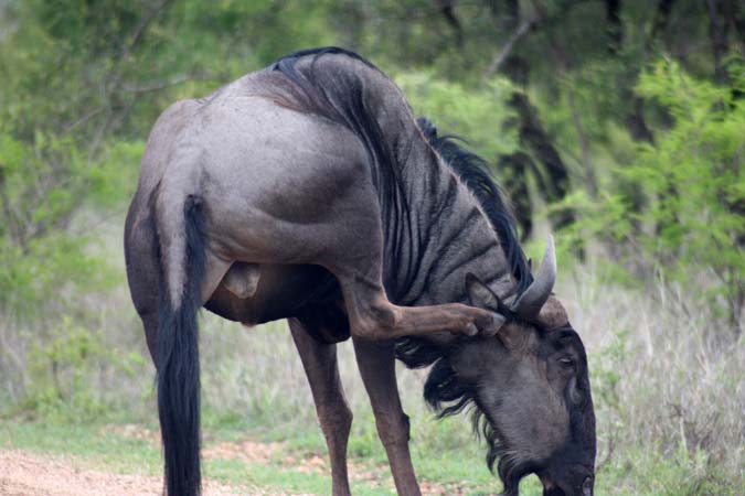 Gnou Gnou