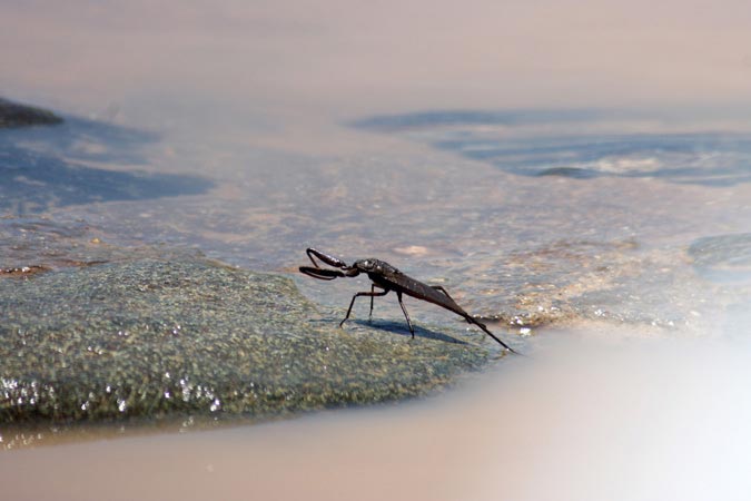 Insecte Insecte