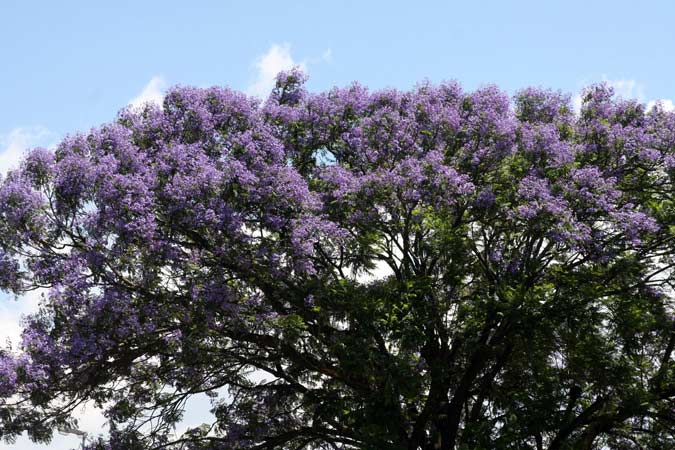 Jacaranda