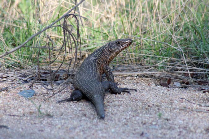 Lézard Lézard