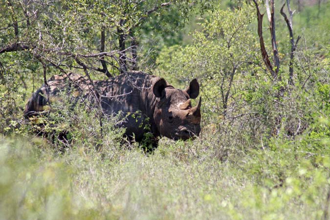 Rhinocéros