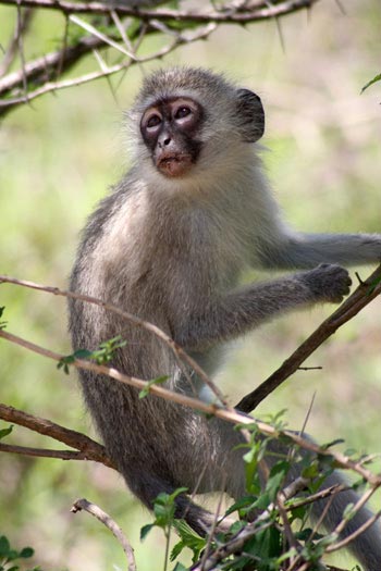 Singe Singe