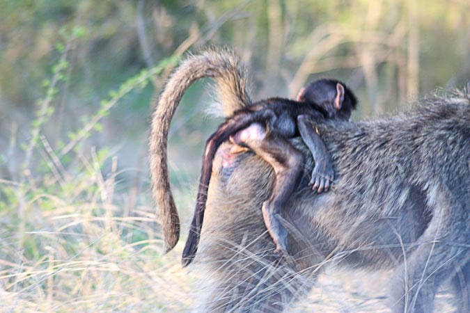 Singes Singes