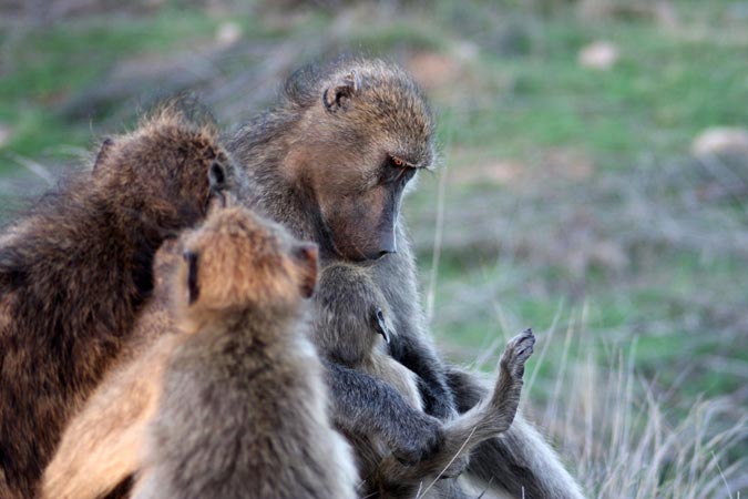 Singes Singes