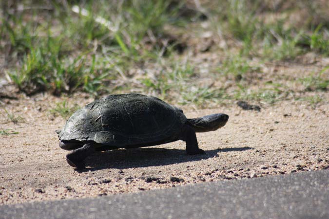 Tortue