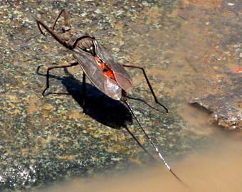 Drôle d'insecte !