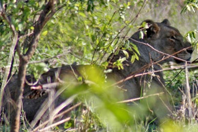 Lionne sous le couvert des branches