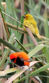 Southern Red Bishop mle et Weaver