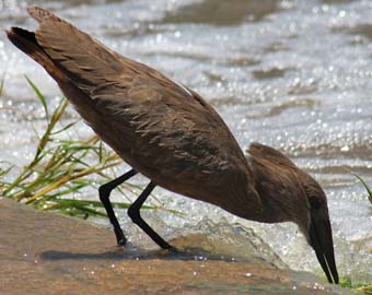 Oiseau pêcheur