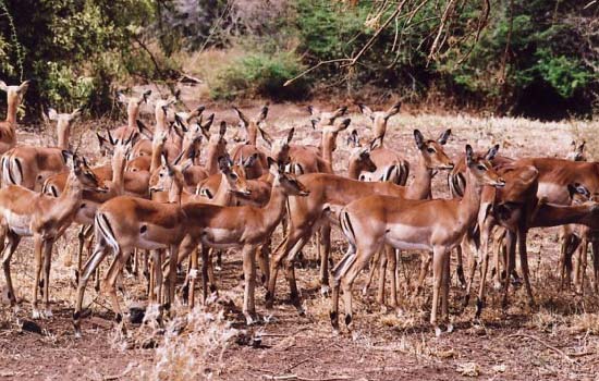 Impalas