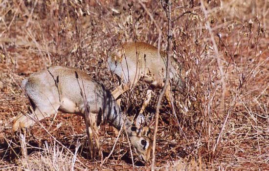 Dik-dik