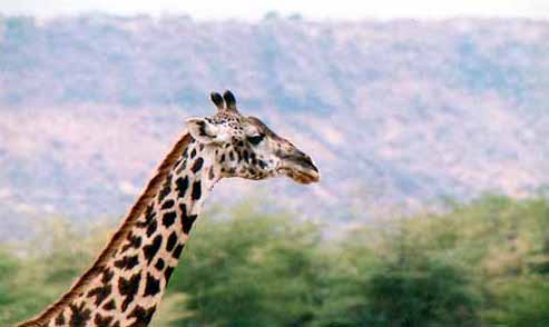 Girafe