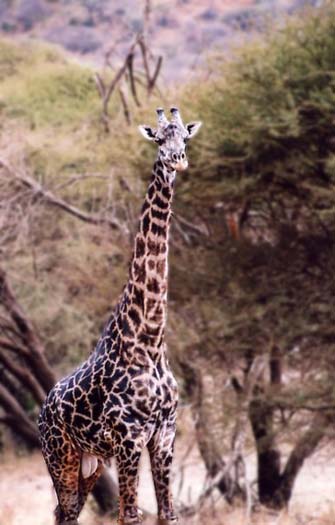 Girafe