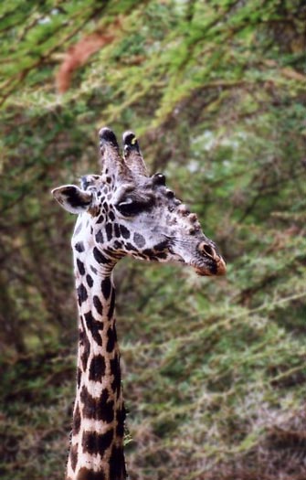 Girafe