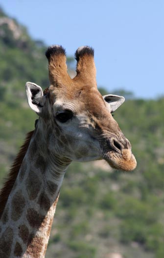 Girafe