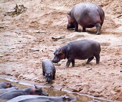 Hippopotames