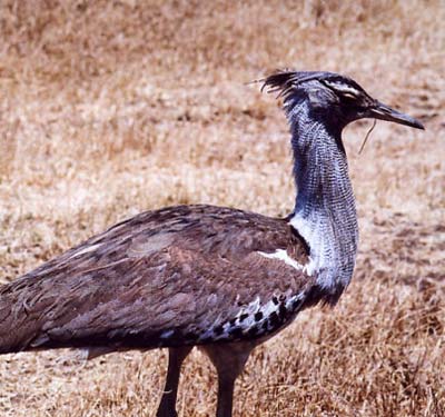 Oiseaux Oiseaux