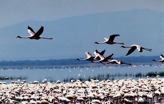 Oiseaux Oiseaux
