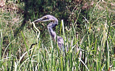 Oiseaux Oiseaux
