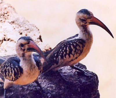 Oiseaux Oiseaux
