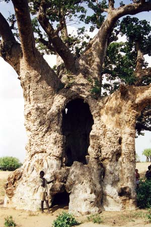 Baobab