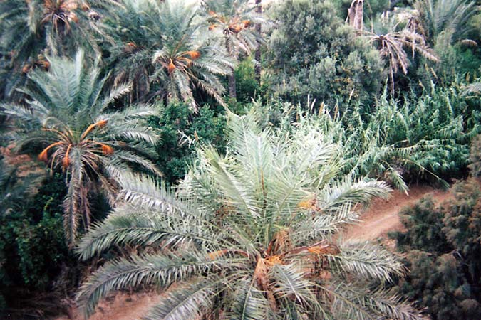 Les dattes de Gabès