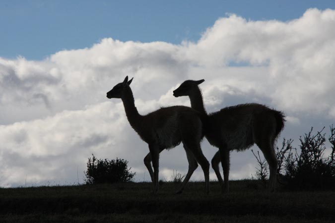 Guanacos